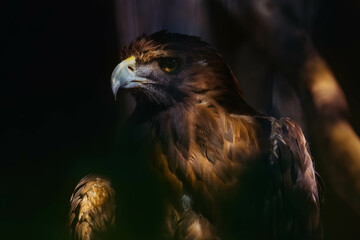 retrato de águila mirando de perfil