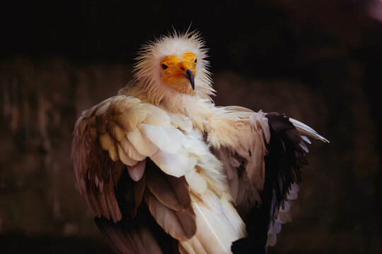 retrato de alimoche limpi&aacute;ndose las plumas, retrato de ave rapaz, alimoche cara