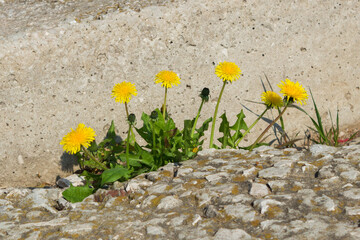 The common dandelion (lat. Taraxacum officinale), of the family Asteraceae. Samara, Russia.