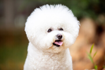 
Cute white dogs of the Bichon Frize breed