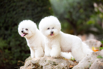 
Cute white dogs of the Bichon Frize breed