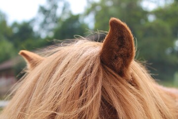 Horse Ears Brown closeup