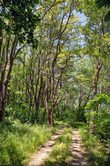 Bakota reservoir forest on Dnister river, Ukraine.