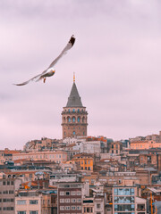 Obraz premium Galata Tower with Seagull