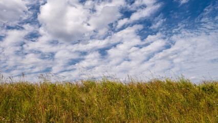 Blumenwiese mit Wolkenhimmel