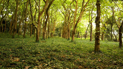 Woods of Rainha D. Leonor