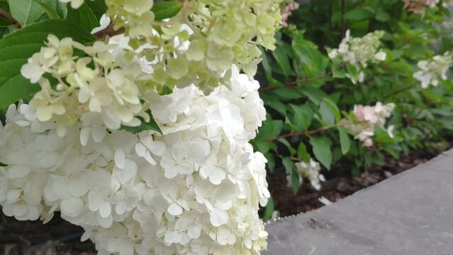 Hydrangea arborescens on a cloudy day