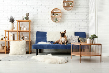 Cute French bulldog sitting on sofa in living room