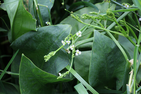 Alisma plantago-aquatica grows in the shallows of the river