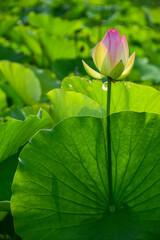 Lotus plants at Kenilworth Aquatic Gardens in Washington, DC.