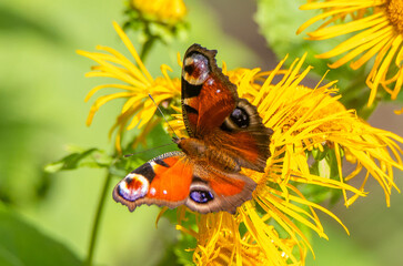 A close-up of a peacock butterfly (Aglais io) sitting on a yellow flower	
