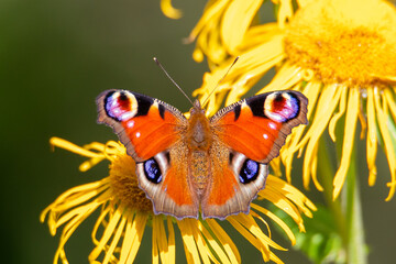 Fototapeta na wymiar A close-up of a peacock butterfly (Aglais io) sitting on a yellow flower 