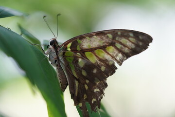 butterfly on leaf