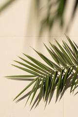 Vertical background with palm leaves. Tropical palm leaves with shadows on a yellow concrete wall close to sunset.