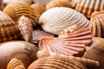 lots of scallop seashells piled together background. Sea shells.