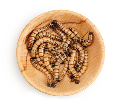 Worms larvae zophobas in wooden bowl isolated on white background. Food for exotic animals. Top view. Flat lay