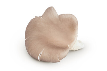 Oyster mushrooms isolated on white background with full depth of field