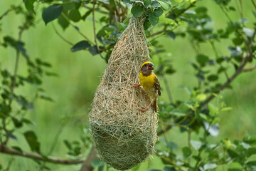 A sparrow nest with a yellow sparrow