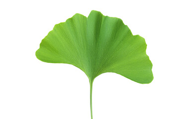 Fototapeta premium Green ginkgo biloba leaves isolated on white background. Top view. Flat lay