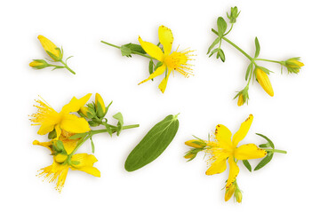 saint john's wort or Hypericum flowers isolated on white background. Top view. Flat lay