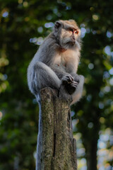 Monkey chilling on a tree trunk