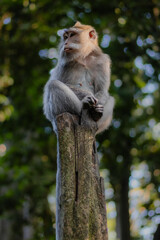 Funny monkey with the tongue out