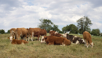 Fototapeta na wymiar cows lying on a meadow 