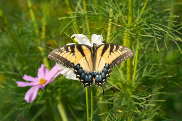 Swallowtail Butterfly on Wildflower in a Meadow