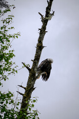 Alaskas national wildlife symbol Bald Eagle resting on branch of tree after fishing on cloudy day near Hoonah, Icy Strait Point