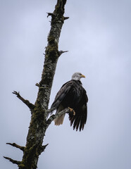 Alaskas national wildlife symbol Bald Eagle resting on branch of tree after fishing on cloudy day near Hoonah, Icy Strait Point