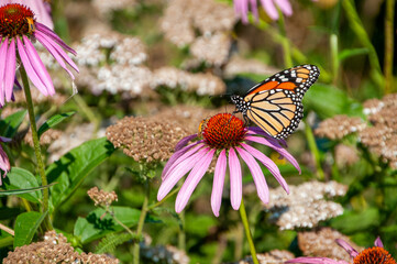 A Monarch Butterfly Feeding On Pink Coneflowers In The Native Plant Garden
