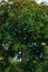 a beautiful green tree with a red rowan tree 