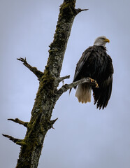 Alaskas national wildlife symbol Bald Eagle resting on branch of tree after fishing on cloudy day near Hoonah, Icy Strait Point