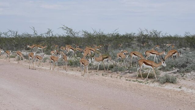 Herd of Springbok antelopes walking away from a gravel road in Etosha, Namibia, Africa.