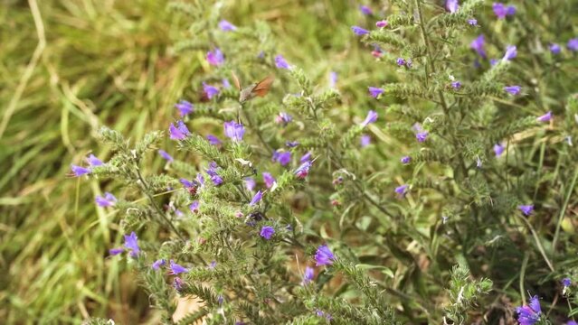 Galium sphinx collects flower nectar