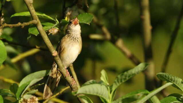 Closeup of Common grasshopper warbler singing on a beautiful and sunny spring morning in Estonia, Northern Europe