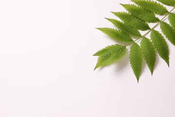 green leaves background