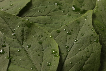 green leaf with water drops