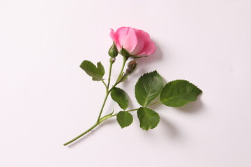 pink rose on a white background