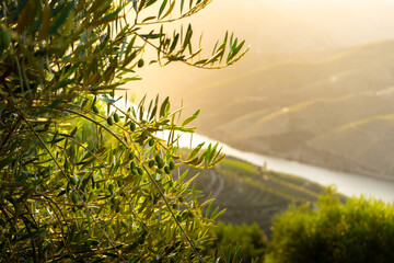 Olive trees at sunset on the mountain. n Douro valley near Pinhao village, heritage of humanity