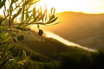 Olive trees at sunset on the mountain. n Douro valley near Pinhao village, heritage of humanity - obrazy, fototapety, plakaty