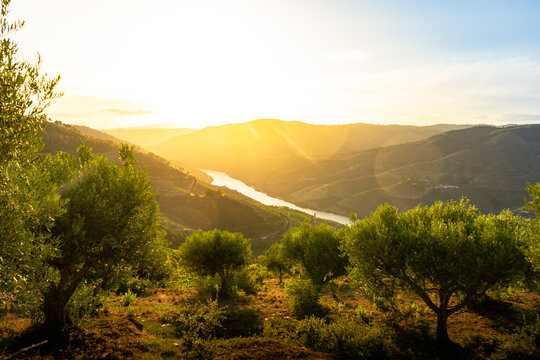 Olive trees at sunset on the mountain. n Douro valley near Pinhao village, heritage of humanity