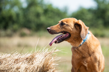 Photo of the rescued dog from dogs shelter during regular daily activities