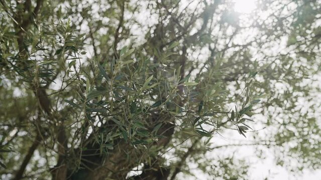 Slow motion closeup shot of green olives leaves in spring