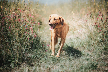 Photo of the rescued dog from dogs shelter during regular daily activities © LuMo photography