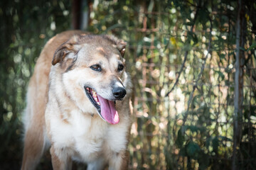 Photo of the rescued dog from dogs shelter during regular daily activities