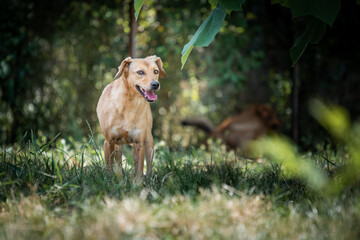 Photo of the rescued dog from dogs shelter during regular daily activities