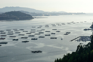 Mussel farms in the Vigo estuary. Rias Baixas, Galicia, Spain. © Nandi Estévez