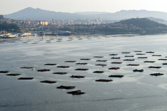 Mussel farms in the Vigo estuary. The city can be seen in the background. Rias Baixas, Galicia, Spain.