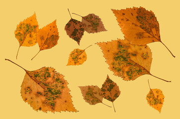 dry autumn orange birch leaves close-up on a beige background